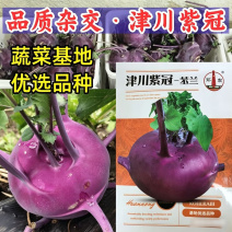 紫冠紫苤兰种子青苤兰菜种籽紫水果苤蓝茎种籽蔬菜种子孑春秋