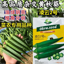 凌云2号秋葵种子杂交早熟黄秋葵水果绿秋葵春夏秋菜农蔬菜种
