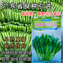 青野尖叶菜心种子广东良种甜菜心耐热春夏秋四季青菜苔蔬菜种