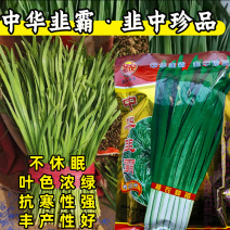 中华韭霸韭菜种子冬季不休眠耐寒宽叶黑绿叶白根韭菜种子籽孑