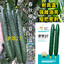 津翠27黄瓜种子夏秋耐热露地耐高温黑油亮密刺短把春棚黄瓜