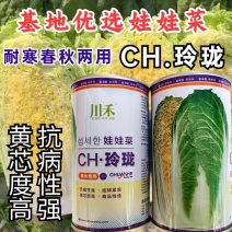 玲珑娃娃菜种子黄心黄芯早熟抗病耐寒耐抽苔春秋娃娃白菜种子