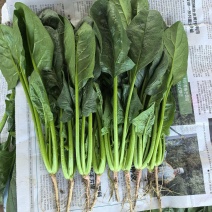 【热卖】莘县精品大叶菠菜种植基地现挖现发新鲜大量上市