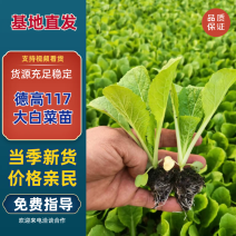 白菜苗德高117大白菜苗量大从优可视频看货对接全国
