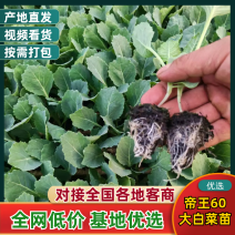 云南高原优选帝王60大白菜苗全程一站式一条龙服务欢迎采购