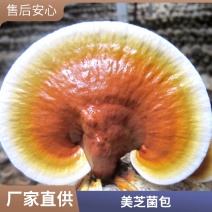 活体灵芝菌种菌包黑灵芝菌棒厂家批发
