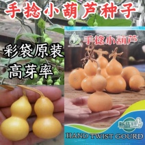 手捻小葫芦种子盆栽小葫芦种籽四季种葫芦种孑观赏阳台庭院