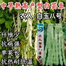 白玉八号芸豆种子白荚四季豆架豆种子无筋高产早熟长豆角种子