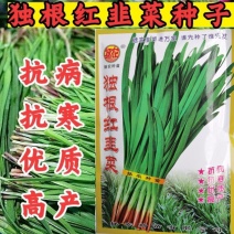 独根红韭菜种子红根韭菜抗病高产四季耐热抗寒韭菜蔬菜种子
