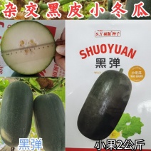 杂交黑皮小冬瓜种子黑弹实心迷你小黑冬瓜水果冬瓜农家蔬菜