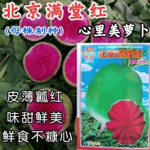 北京满堂红萝卜种子心里美萝卜绿皮红肉红心甜脆水果萝卜种