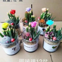 玻璃仙人球