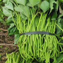 广东江门西瓜红红薯脱毒种苗基地直发量大从优