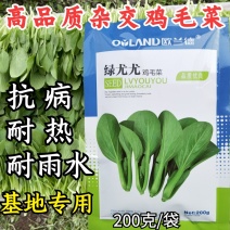 绿尤尤鸡毛菜种子籽杂交青梗耐热耐湿四季夏季速生鸡毛菜籽