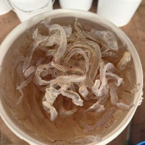 虎斑珊瑚丝海蜇丝海蜇大花海蜇小花可对接全国各地客商