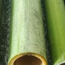 精品竹筒大量供应现砍现发多少公分的都有欢迎来电洽谈