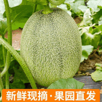 山东晓蜜25甜度高拉丝头茬精品皮硬耐运输储存视频看货实地考察