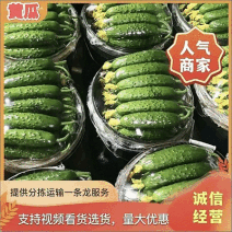 山东旱黄瓜精品黄瓜全年供货，实力靠谱代办质量保证价格公道