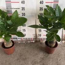 精品发财树盆栽