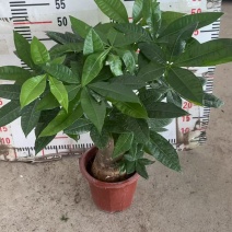 精品发财树盆栽
