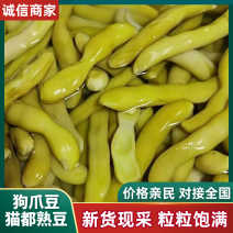 狗爪豆猫豆熟豆（保质保量）大量现货供应，对接批发量大从优