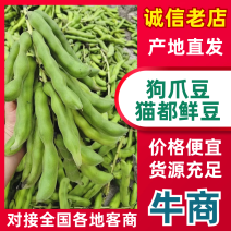 狗爪豆猫豆鲜豆，基地直供（量大从优）保质保量，可视频看货