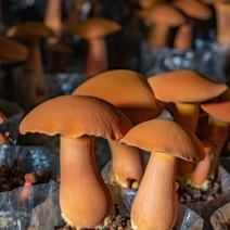 云南西双版纳人工黄牛肝菌（见手青）诚信经营，欢迎选购