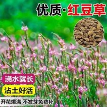 红豆草种子