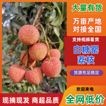 白糖罂荔枝精品离职口感清甜产地一手货源视频看货