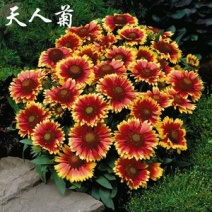 天人菊种子