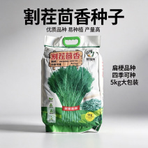 割茬茴香种子四季播农家高产大包装小茴香籽菜园春夏耐热蔬菜