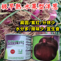 紫玫瑰1号洋葱种子极早熟扁平扁圆紫红分球少生吃水果洋葱种