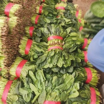 [牛]【精品】波菜产地直发价格美丽量大从优欢迎全国老板洽谈