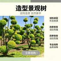 造型景观树、造型树、景观树