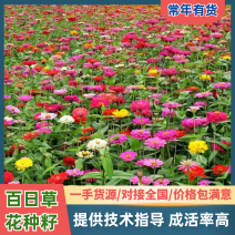 百日草花种籽七彩重瓣百日草花种子四季开花百日菊种籽
