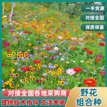 野花组合种子四季播花籽花卉种子庭院花海绿化