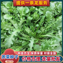 荠菜种子野菜种子阳台蔬菜