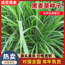 【聚便宜】黑麦草种子多年生黑麦草种子牧草型