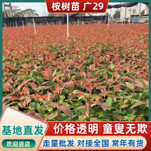 【优选】广29桉树苗速生丰产组培良种成活率高适合荒山造林