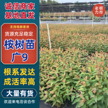 【坏苗包赔】精品桉树苗广9按树苗免费提供种植技术欢迎下单