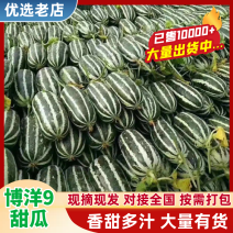 【精品】陕西甜瓜博洋9号基地直发价格美丽欢迎洽谈
