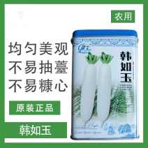 韩如玉白萝卜种子皮光滑耐抽苔高产杂交白萝卜种籽肉质致密