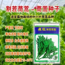 割茬茼蒿种子中叶皇帝菜茼蒿菜耐热春秋季蔬菜种子四季播种