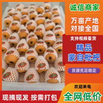 云南蒙自高山甜枇杷货源充足量大从优欢迎咨询