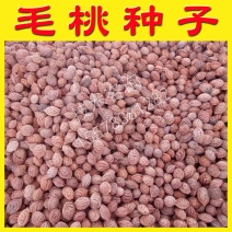 毛桃种子