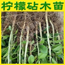 土柠檬苗红柠檬苗嫁接嫁接砧木柠檬实生苗直生苗