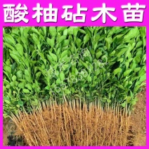 酸柚苗实生苗嫁接柚子砧木苗柚子直生苗原生苗