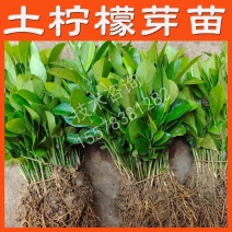 土柠檬树苗直生苗柠檬树树苗土柠檬苗实生苗柠檬苗砧木苗实生