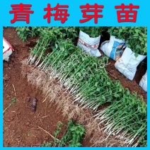 青梅果树嫁接砧木苗青梅苗直生树苗酸梅苗砧木树苗实生树苗砧