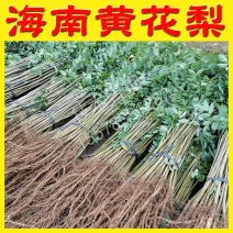 海南黄花梨树苗黄花梨苗